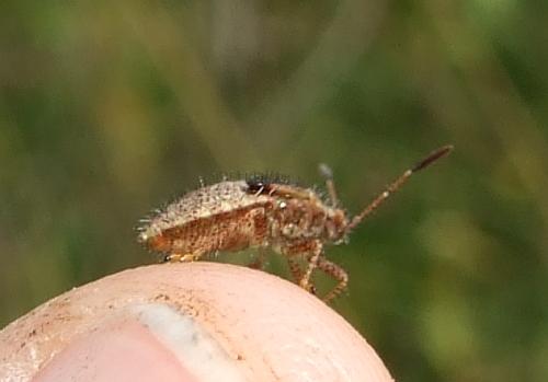 Rhopalus sp.