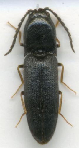 Réf. 29 988 : Procraerus tibialis