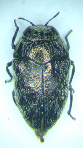 Réf. 29 662 : Trachys sp.