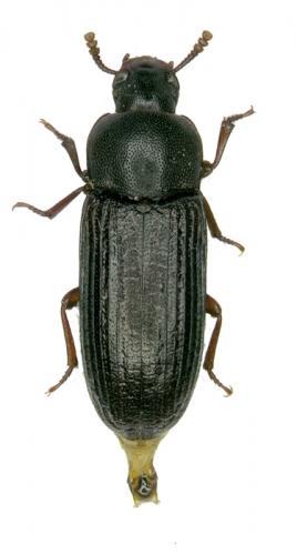 Tribolium madens