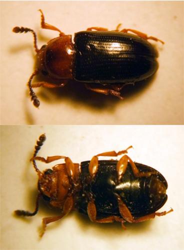 Triplax lacordairii
