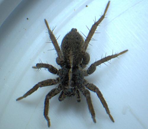 Pardosa sp.