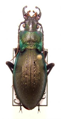 Carabus hybride