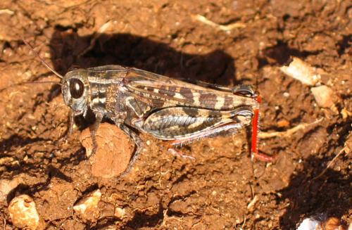 Calliptamus sp.