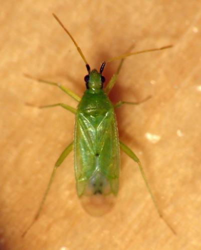 Macrolophus sp.