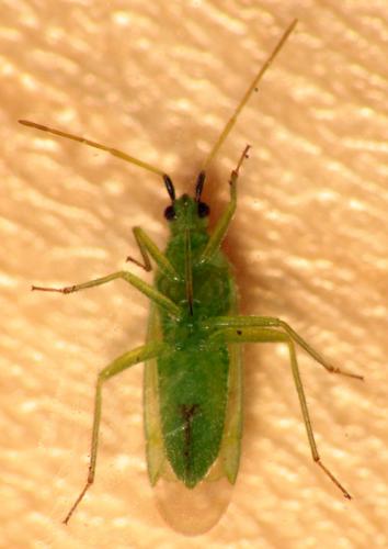 Macrolophus sp.