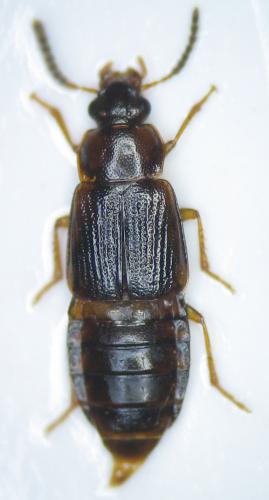 Réf. 29 706 : Phyllodrepoidea crenata