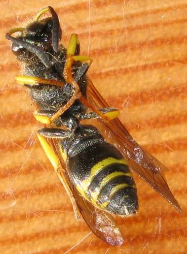 Ancistrocerus nigricornis