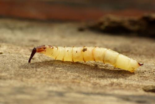 Xylophagus ater