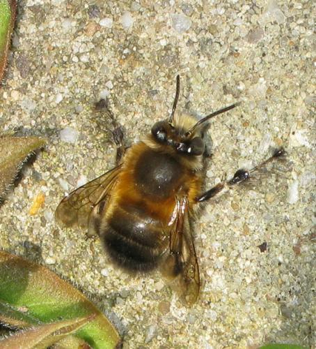 Anthophora plumipes