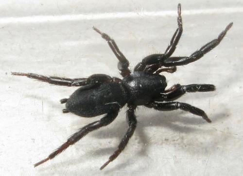 Zelotes subterraneus