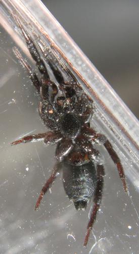 Zelotes subterraneus
