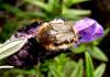 29991 – Photo : Normand Mlaure – France (34)