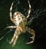 Araneus diadematus