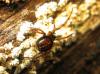 29638 – Photo : Vincent Lefebvre – France (91)