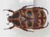 29685 – Photo : Arthropa - Benoit Martha – Burkina Faso
