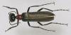 29684 – Photo : Arthropa - Benoit Martha – Burkina Faso