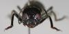 29705 – Photo : Arthropa - Benoit Martha – Burkina Faso