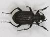 29707 – Photo : Arthropa - Benoit Martha – Burkina Faso