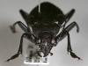 29710 – Photo : Arthropa - Benoit Martha – Burkina Faso