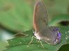 29724 – Photo : Alexandre Vinot – Guyane française