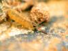 29081 – Photo : Guillaume JACQUEMIN – France (21)