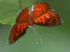 29486 – Photo : Alexandre Vinot – Guyane française