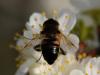 29983 – Photo : FATON Jean-Michel – France (26)