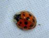 Harmonia axyridis