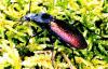 Carabus hispanus