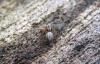 Oxyopes sp.