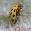 29451 – Photo : Clement Marc – France (06)