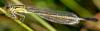 Ischnura elegans