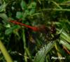 Sympetrum sanguineum