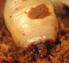 Aegosoma scabricorne