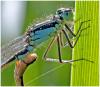 Ischnura elegans