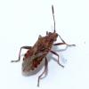 Stictopleurus sp.