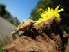 29289 – Photo : natural – France (73)
