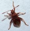 Stictopleurus sp.