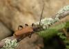 Phymatodes testaceus