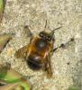 Anthophora plumipes