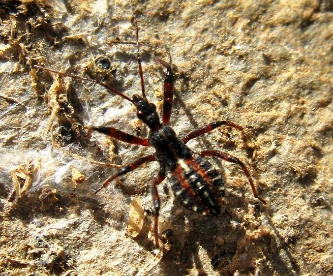 Normand Mlaure - Rhynocoris sp. - réf. 29493 (655 x 543 pixels, 162 ko)