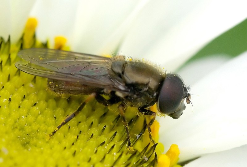 jean-claude bernard - Cheilosia sp. - réf. 29896 (800 x 540 pixels, 127 ko)