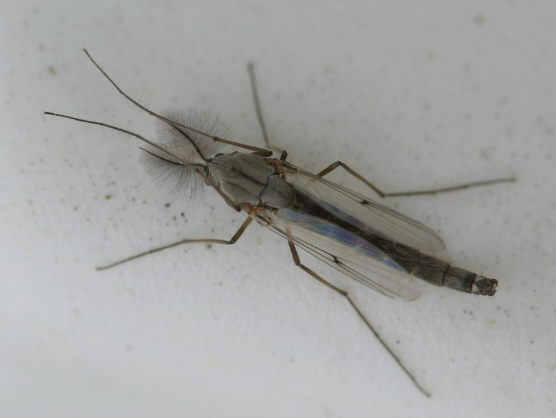 Réf. 29264 — INSECTA > Diptera > Chironomidae > Chironomus (Chironomus