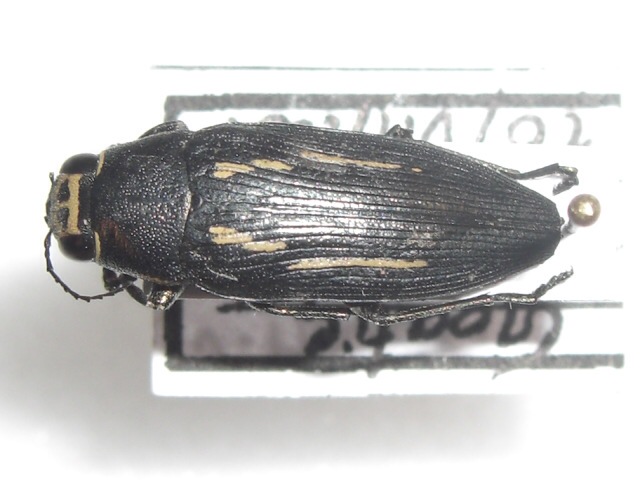 julien HARAN - Buprestis (Buprestis) dalmatina - réf. 29565 (640 x 480 pixels, 100 ko)