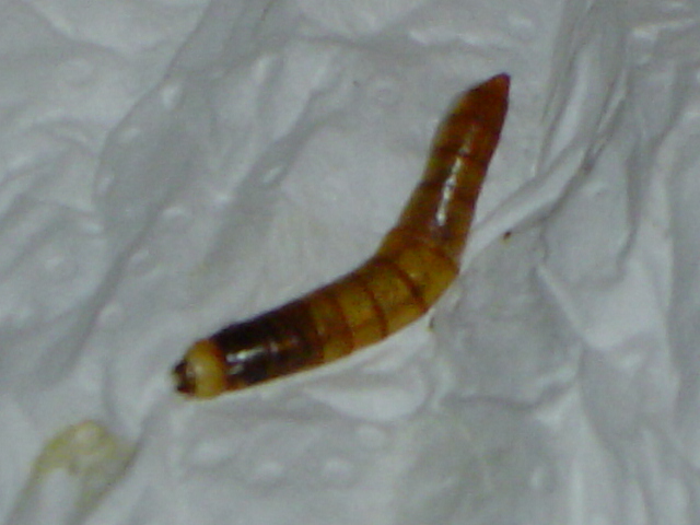 lili88 - Tenebrio (Tenebrio) molitor - réf. 29390 (640 x 480 pixels, 120 ko)