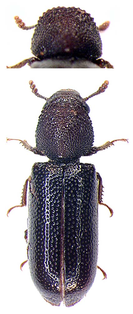 Piezo - Stephanopachys linearis - réf. 29373 (427 x 1006 pixels, 90 ko)