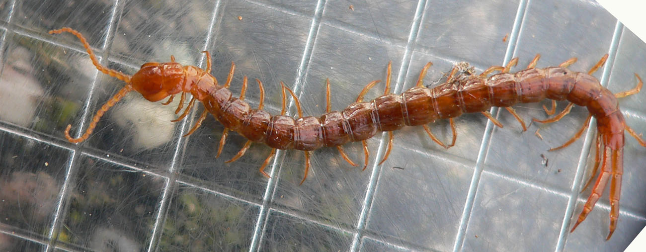 Louis Weitten - Cryptops sp. - réf. 29610 (1300 x 507 pixels, 155 ko)