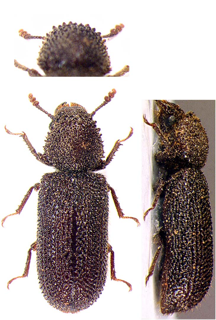 Réf. 29361 — INSECTA > Coleoptera > Bostrichidae > Stephanopachys