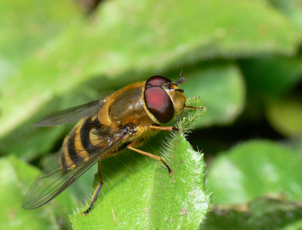 Adrien Chorein - Syrphus sp. - réf. 29999 (1000 x 763 pixels, 148 ko)